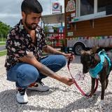 Helados y ambiente chulo para perros en Cabo Rojo