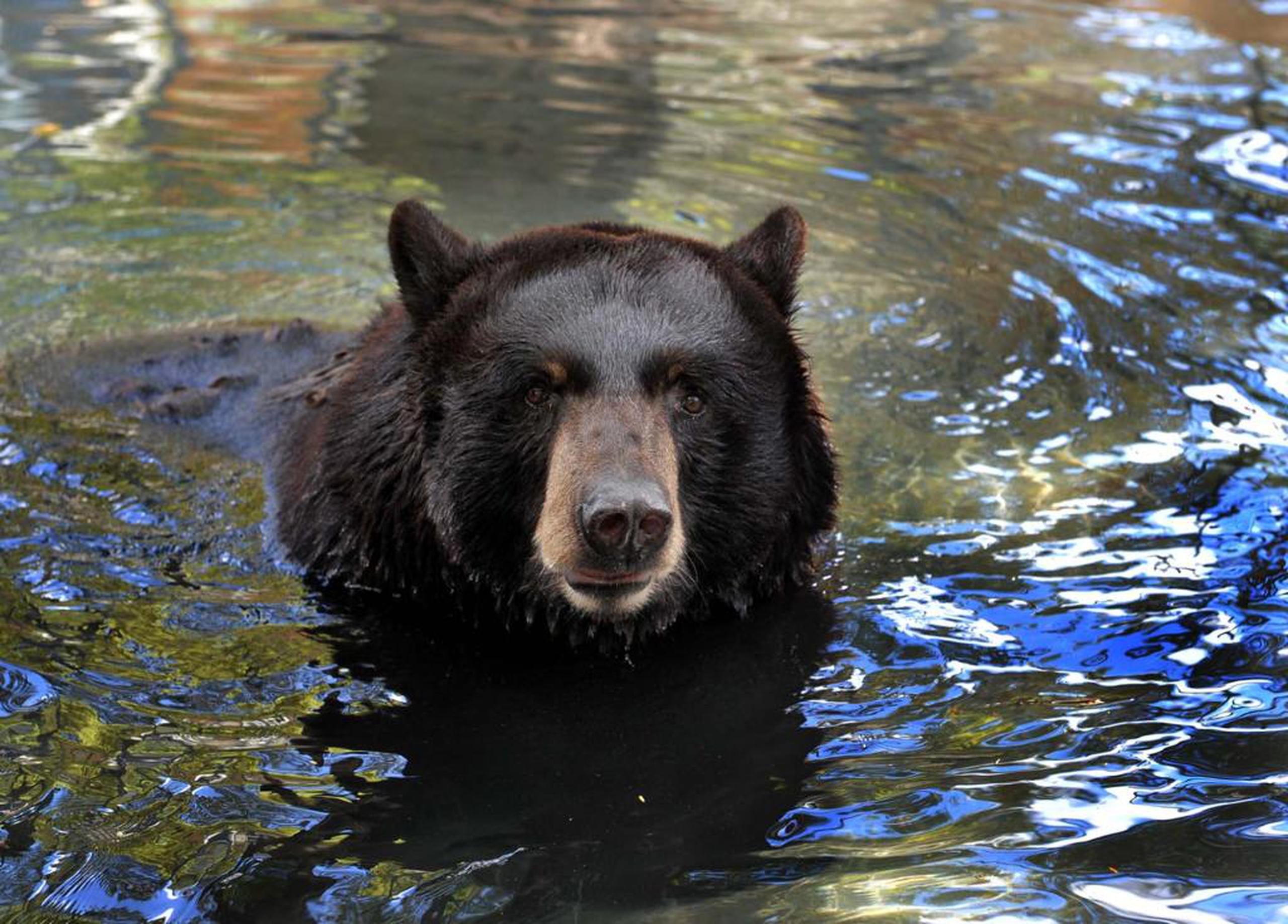 Osi es un oso negro macho de 21 años.