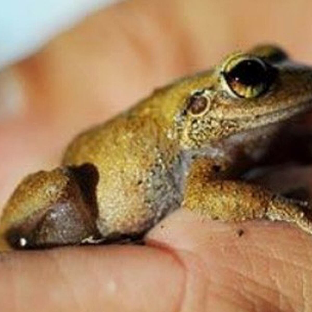 Animales De Puerto Rico Extintos Primera Hora