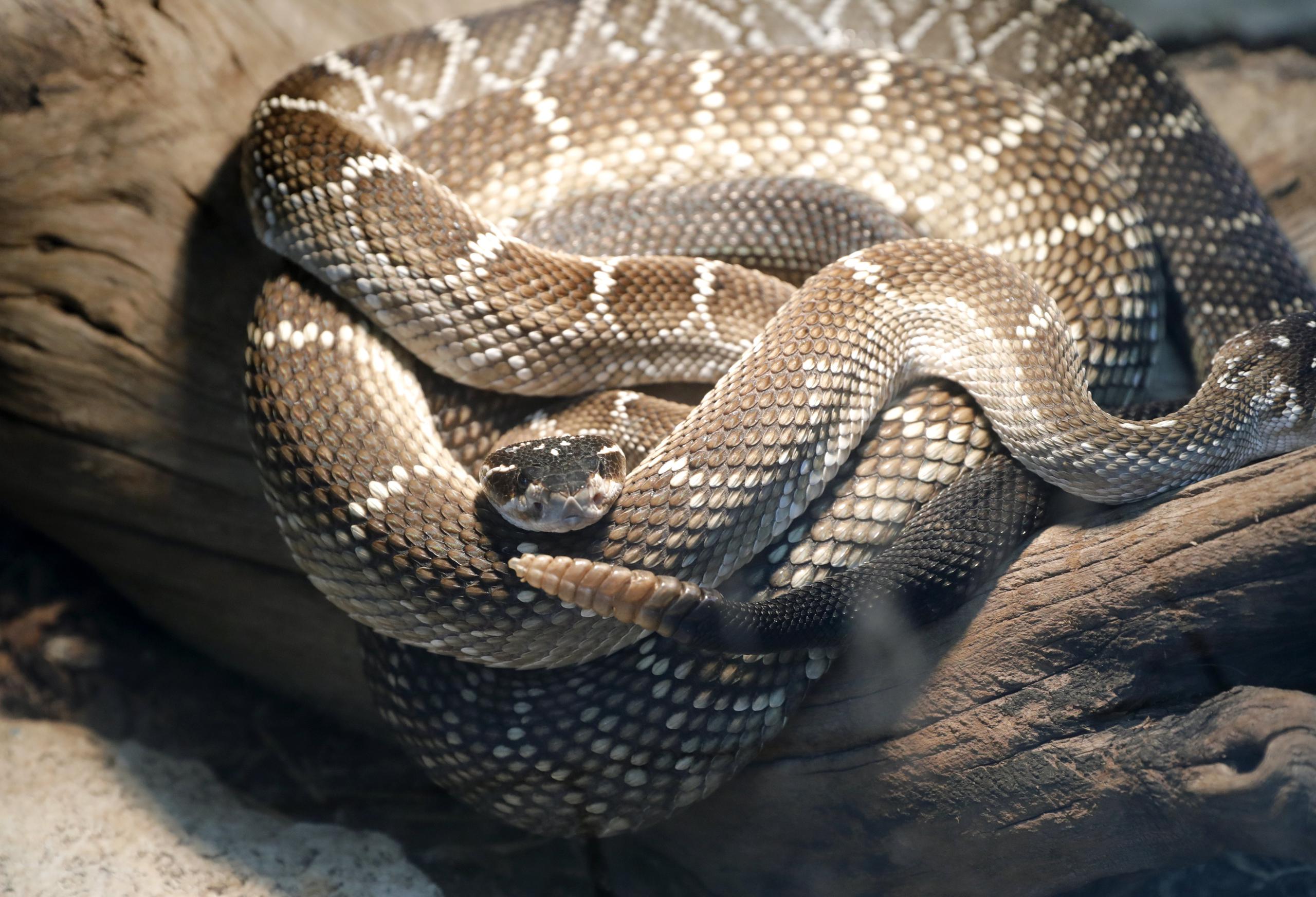 La serpiente de cascabel “eastern diamondback” es posiblemente la más peligrosa del sureste de Estados Unidos.