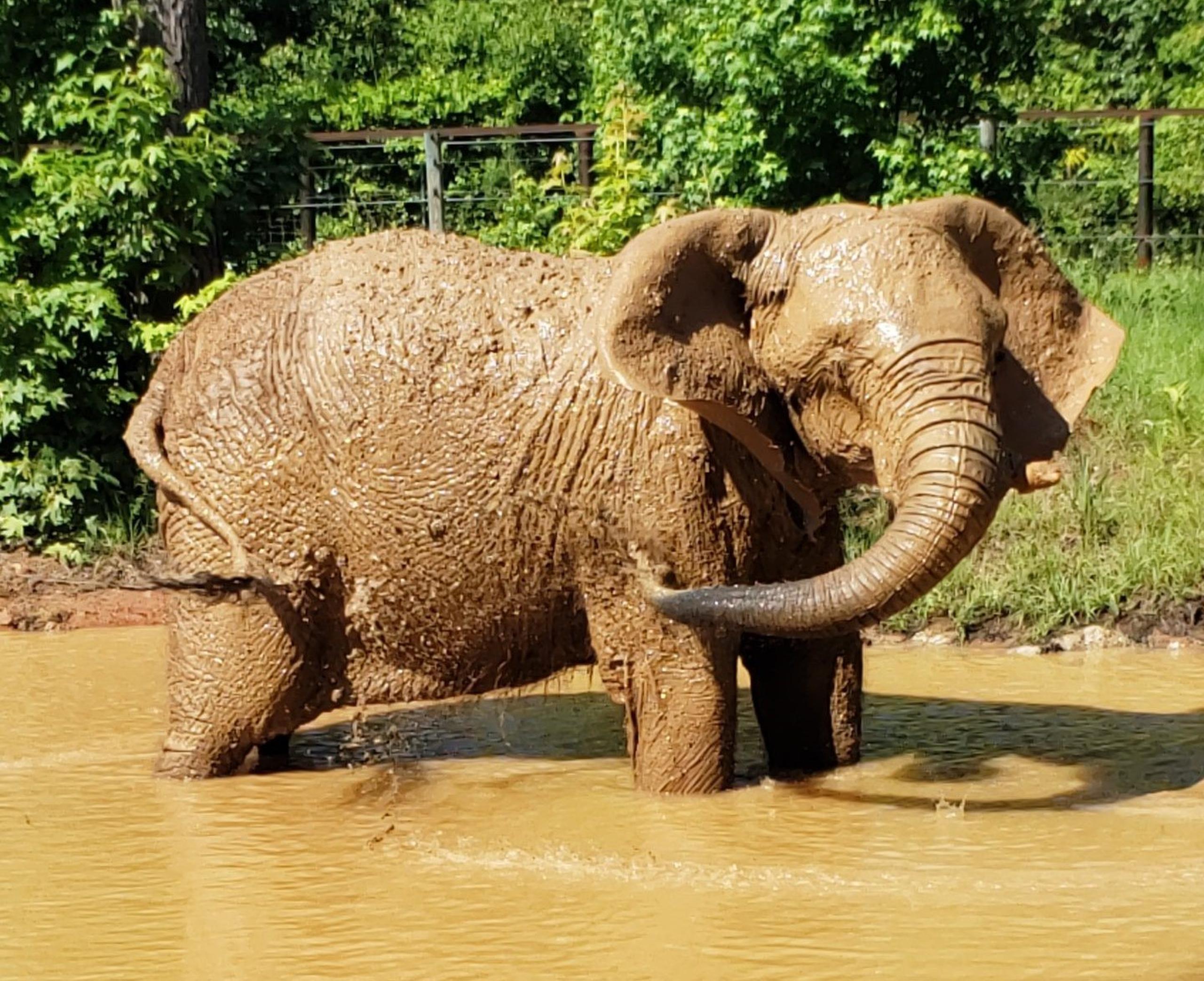 Mundi comparte con Bo, otro elefante del refugio en Georgia, con quien aprendió, entre otras cosas, lo que son los baños de lodo, dormir la siesta y salir a buscar ramas en el bosque.