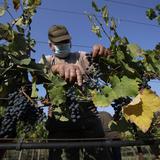 Industria del vino en Italiana avanza en plena pandemia