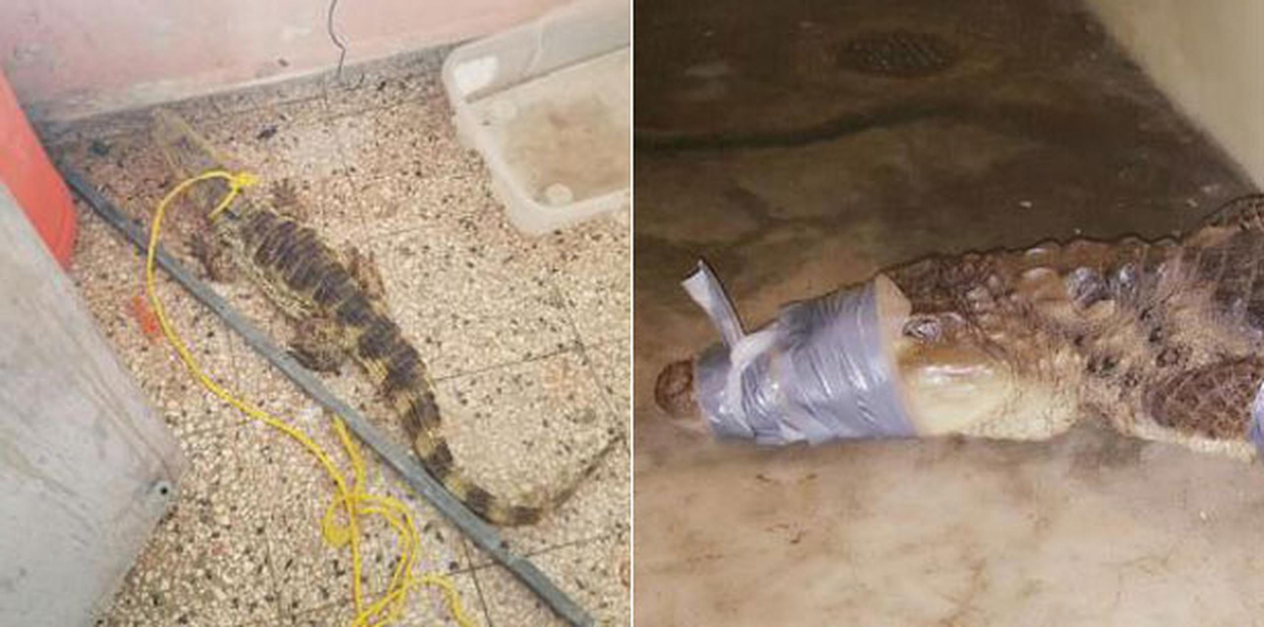 Duermen juntitos en Bosque Cambalache los caimanes atrapados en San