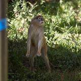 Inicia el traslado de animales del Zoológico de Mayagüez