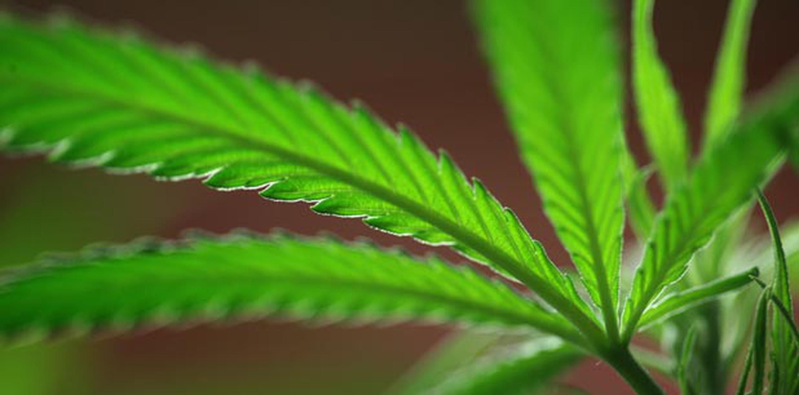 De acuerdo con el borrador circulado por el Departamento de Salud, los médicos estarían autorizados a recomendar el uso de la marihuana para propósitos medicinales. (Archivo)