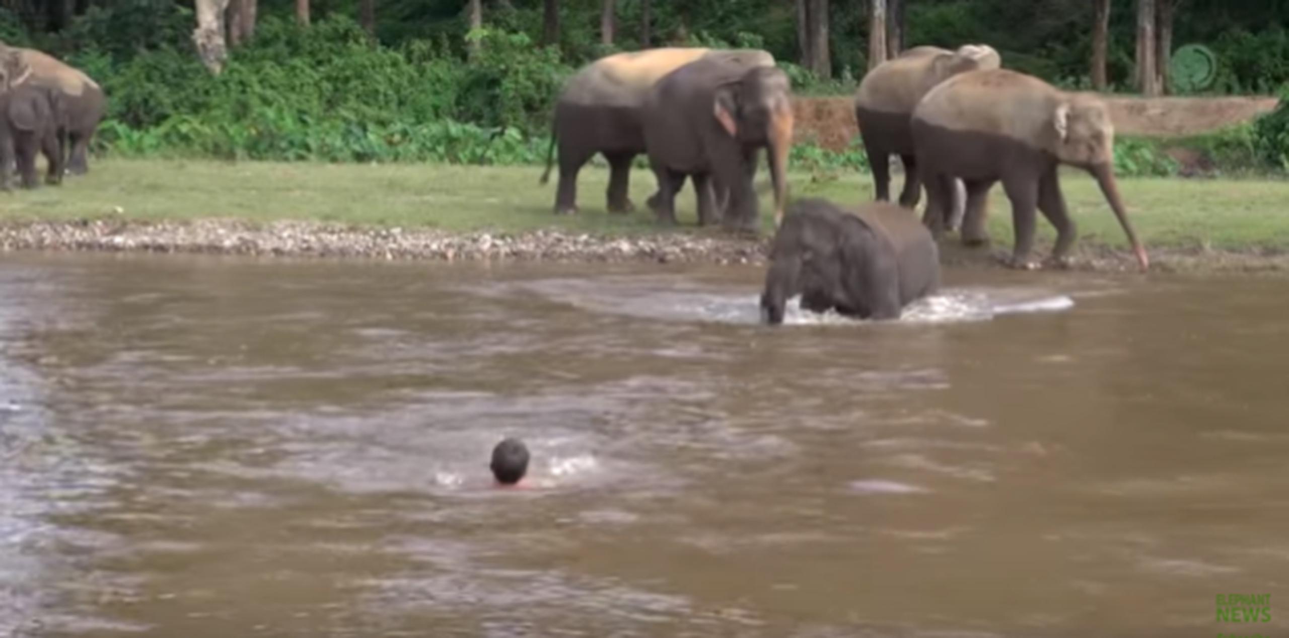 El momento fue grabado en el Elephant Nature Park, en Tailandia. (YouTube)