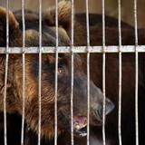 Líbano envía osos a EE.UU. para ser soltados en naturaleza 