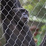 Federales inspeccionarán animales del zoológico de Mayagüez