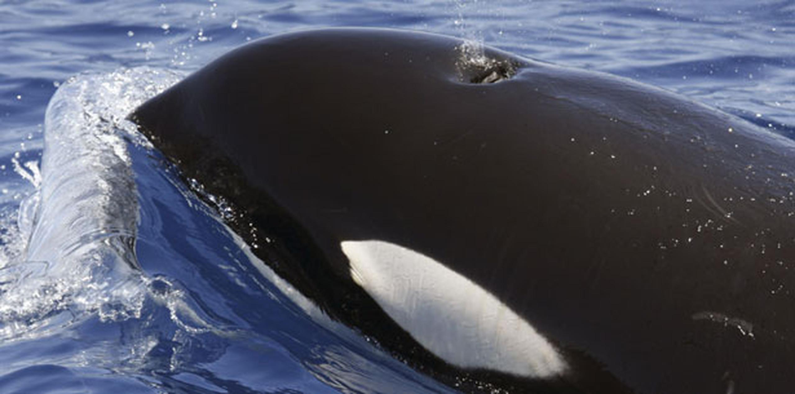 Las dos ballenas forman parte de un grupo de 75 que viven en aguas del Pacífico en el noroeste de Estados Unidos.  (Archivo)