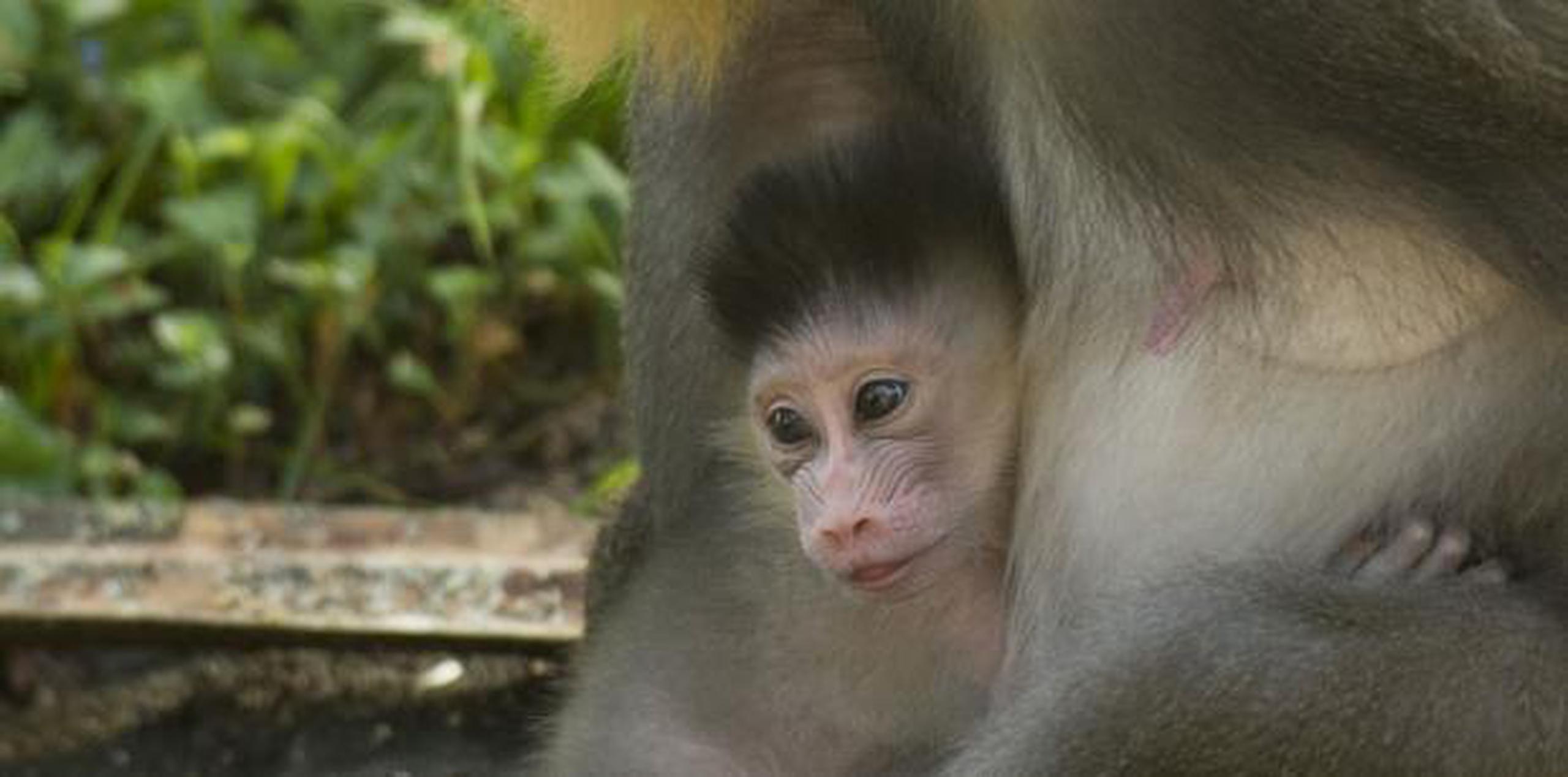 Los mandriles son la especie de mono más grande y una de las más coloridas. (Suministrada)