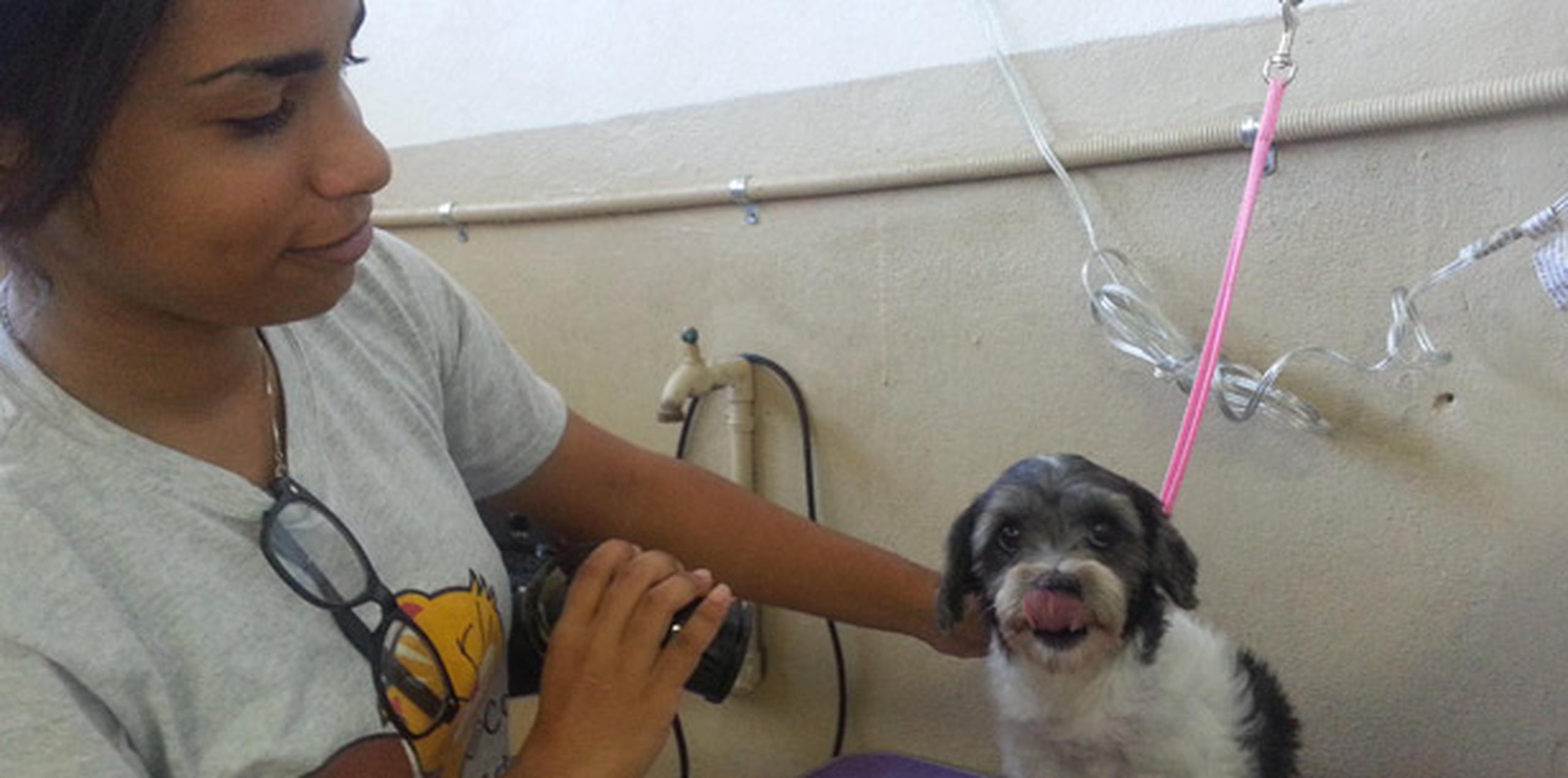Mascotas listas para adopción Primera Hora