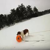 Perrita ayuda a salvar a su dueño que cayó en lago congelado en Michigan