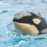 Una orca de seis años muere inesperadamente en SeaWorld San Diego