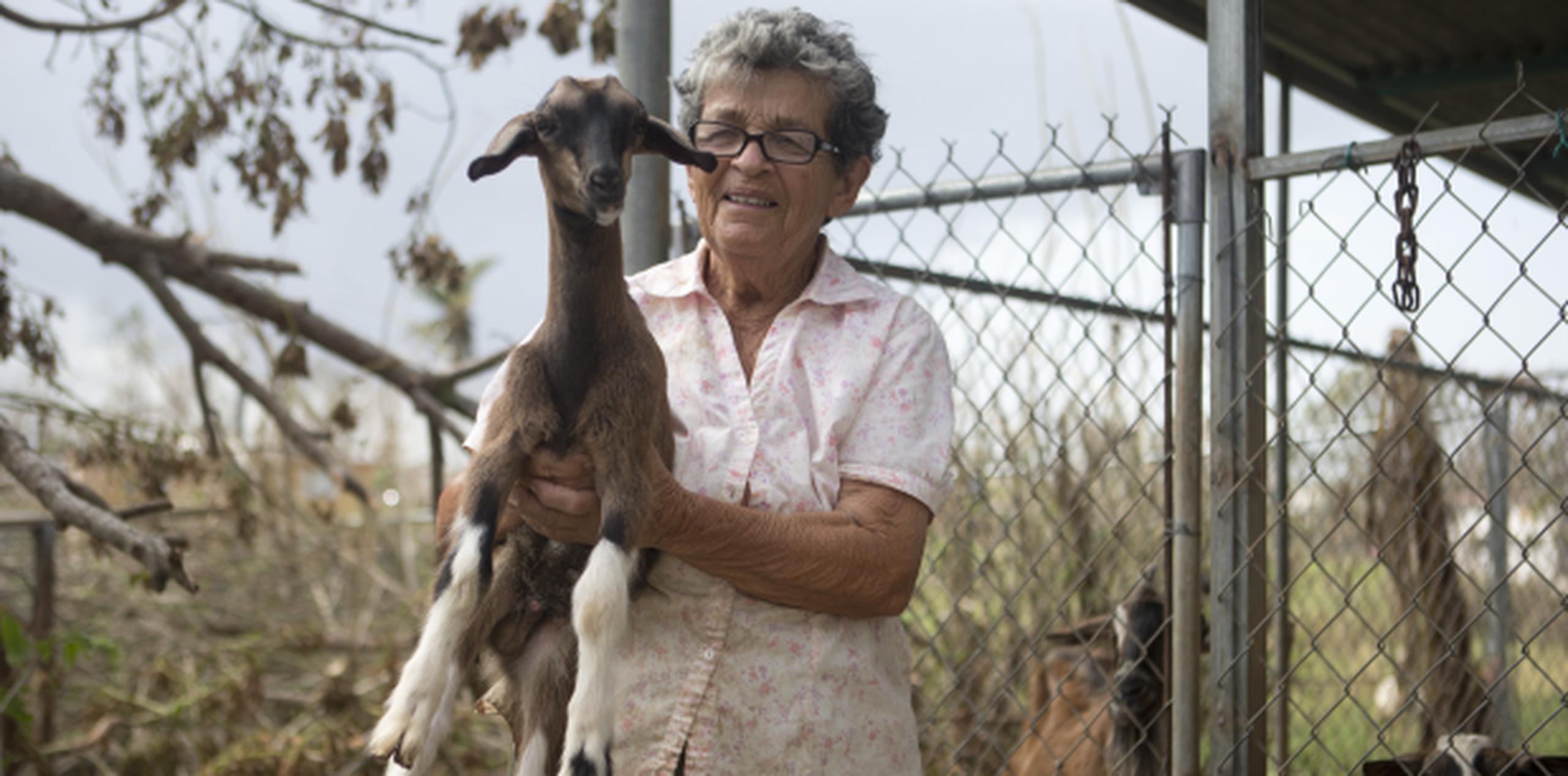 Doña Mercedes explicó que considera a los cabros como mascotas y las “quiero mucho”. (TERESA.CANINO@GFRMEDIA.COM)
