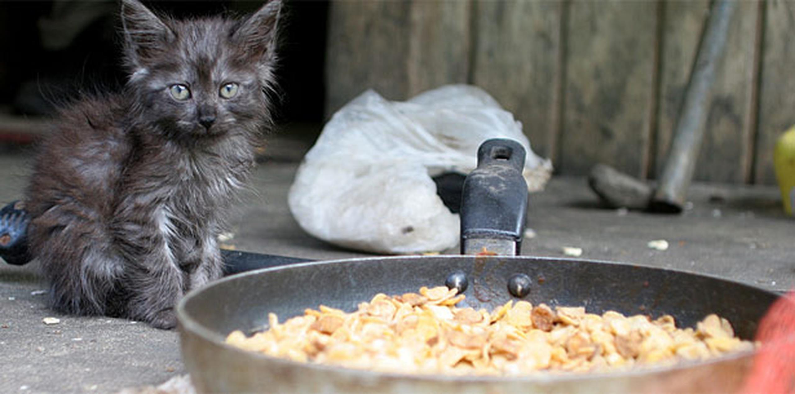 Los gatos se pueden envenenar con la cebolla y ajo, tan presentes en nuestra cocina, ya sea crudos o cocidos. (Archivo)