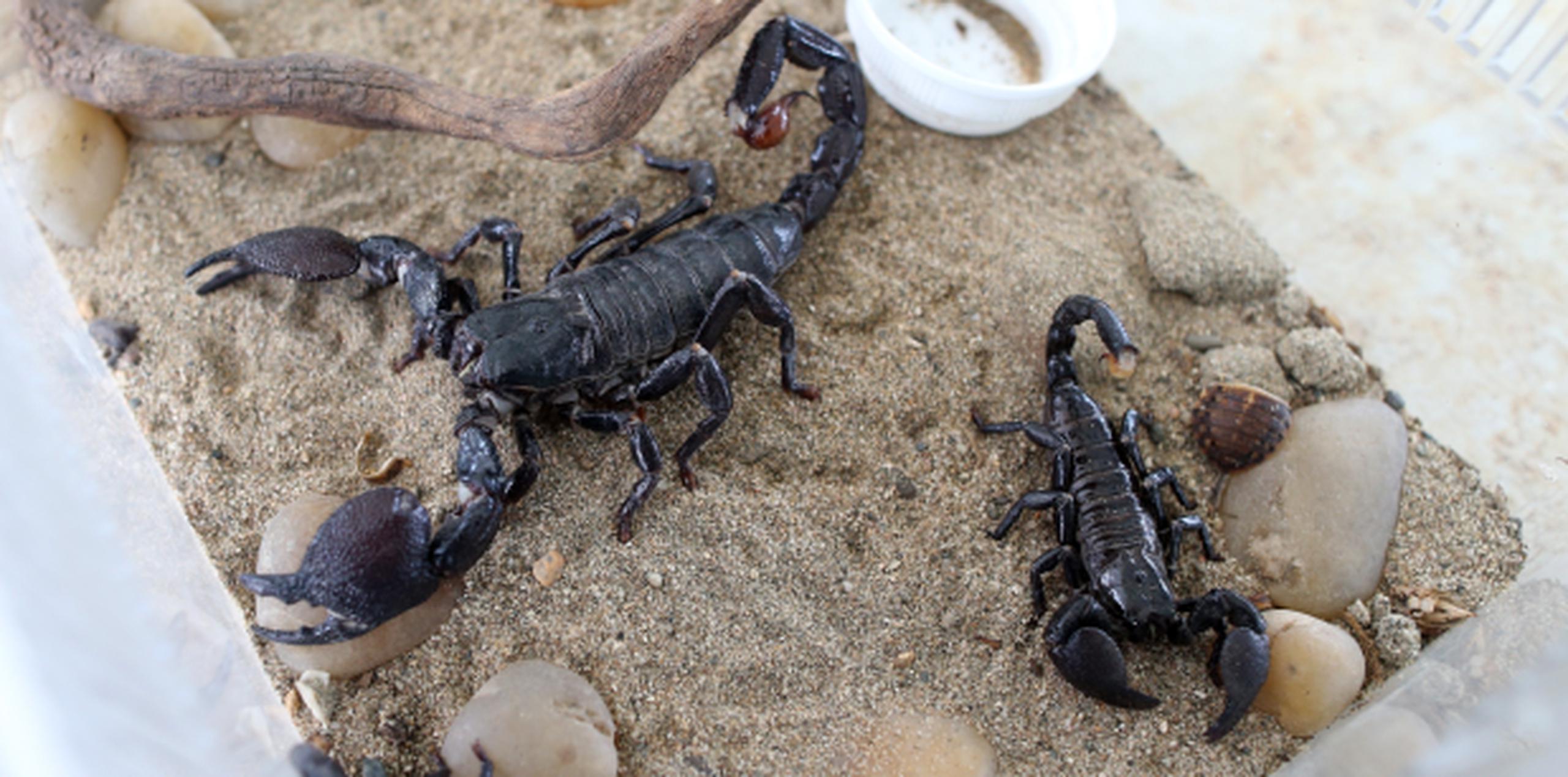 El escorpión emperador es una de las especies que se venden a través de la Internet. (Archivo)