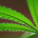 Atrae gente el desarrollo del cannabis medicinal en la Isla