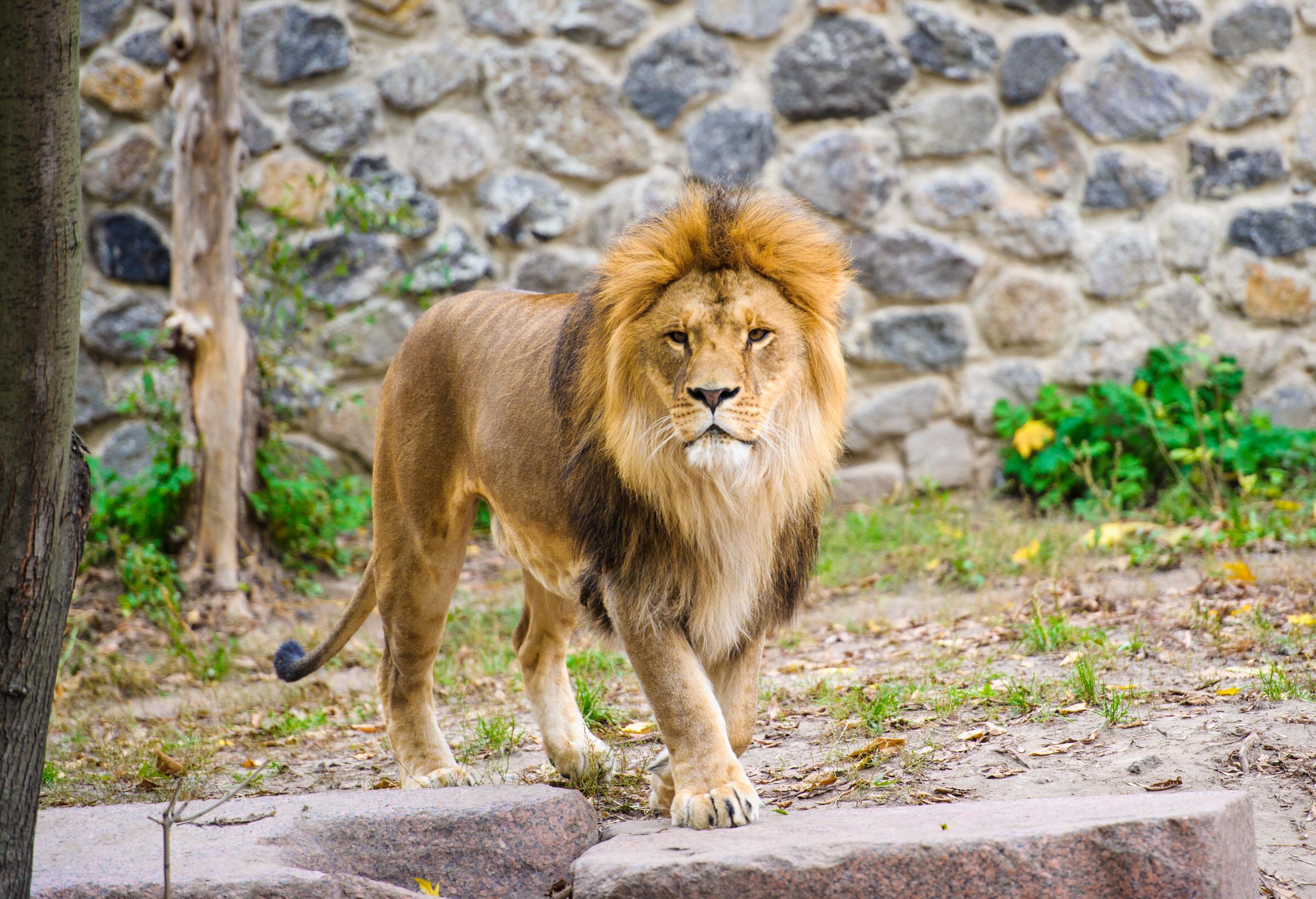 león zoologico