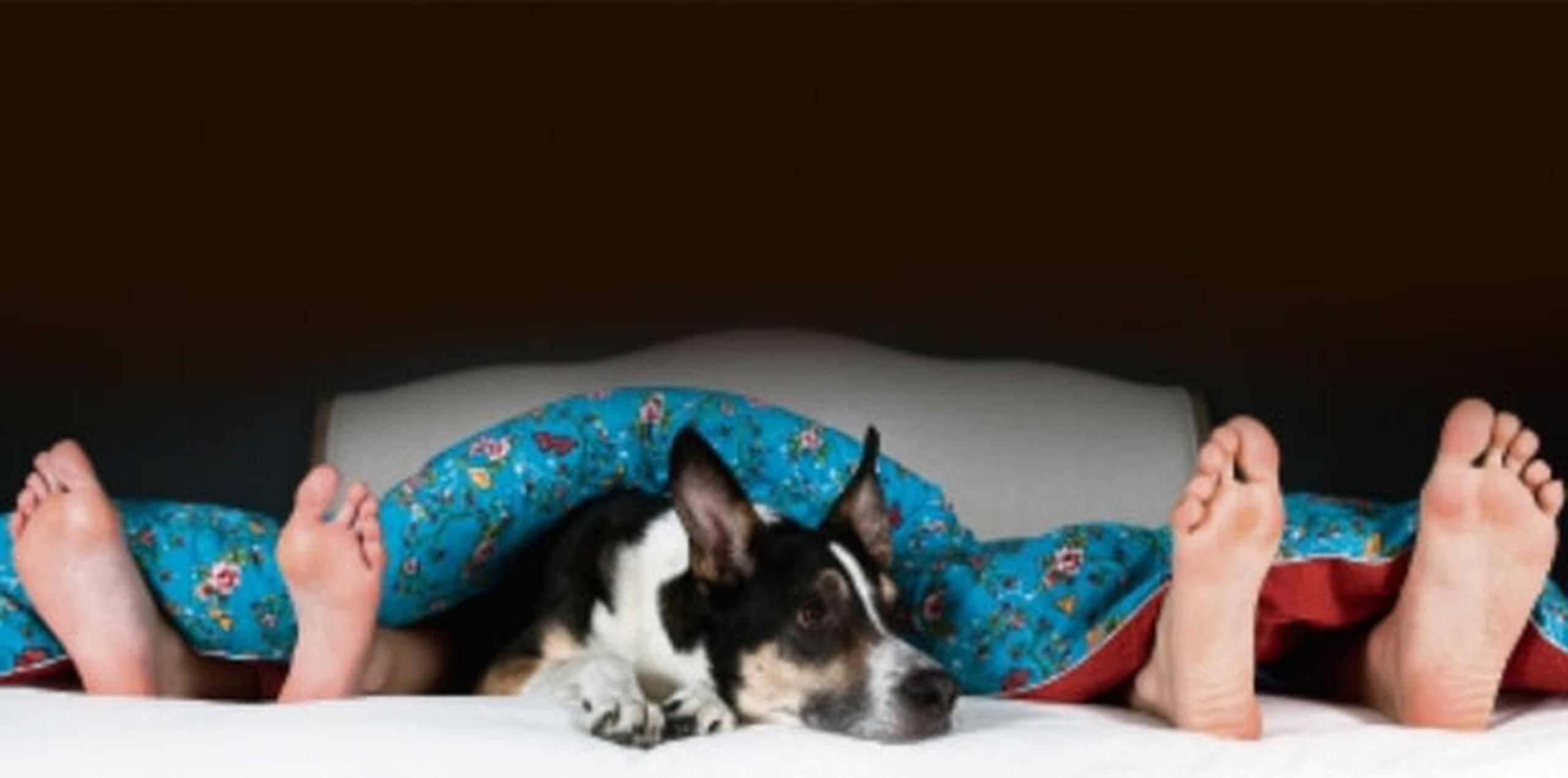 Si las dos personas están de acuerdo con llevar a la mascota a dormir con ellos, no debe presentarse ningún problema a largo plazo. (Archivo)