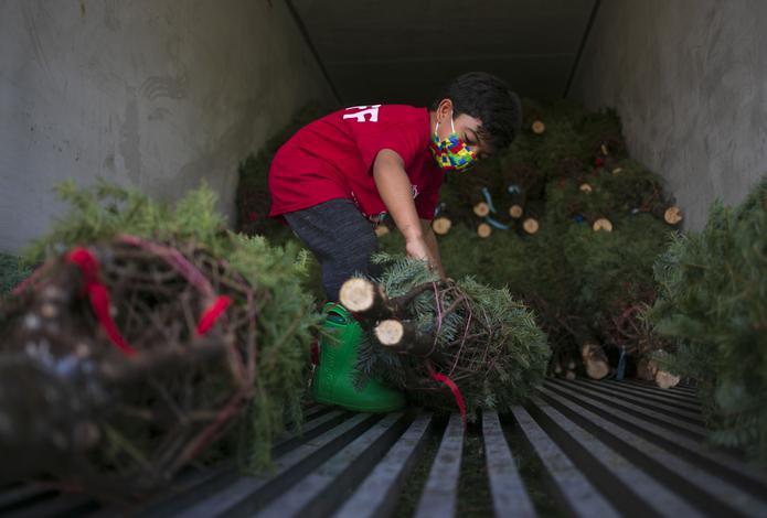 Guaynabo City Christmast Trees se especializa en la venta de árboles de Navidad tipo Balsam fir, que oscilan en un rango de precios desde $20 hasta cientos de dólares.