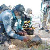 Hurtan un cráneo, petroglifos y material arqueológico en Manatí 