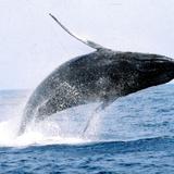 Comienzan los avistamientos de ballenas en el norte de Puerto Rico