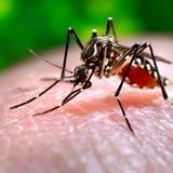 Puerto Rico reporta su primera muerte por dengue del 2023