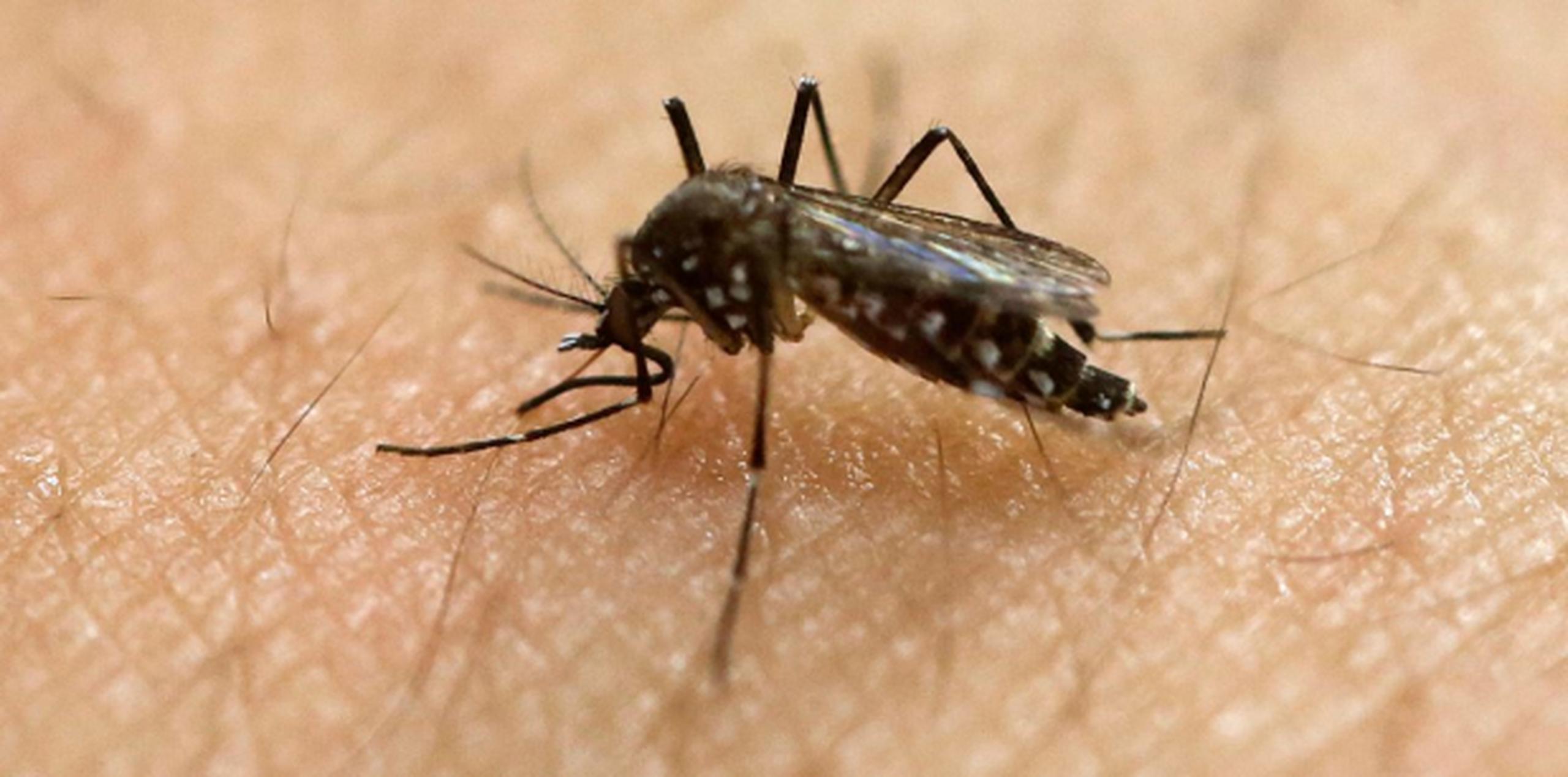 El virus del zika ha provocado desde que se registró el primer caso en Puerto Rico un total de cinco muertes. (Archivo)