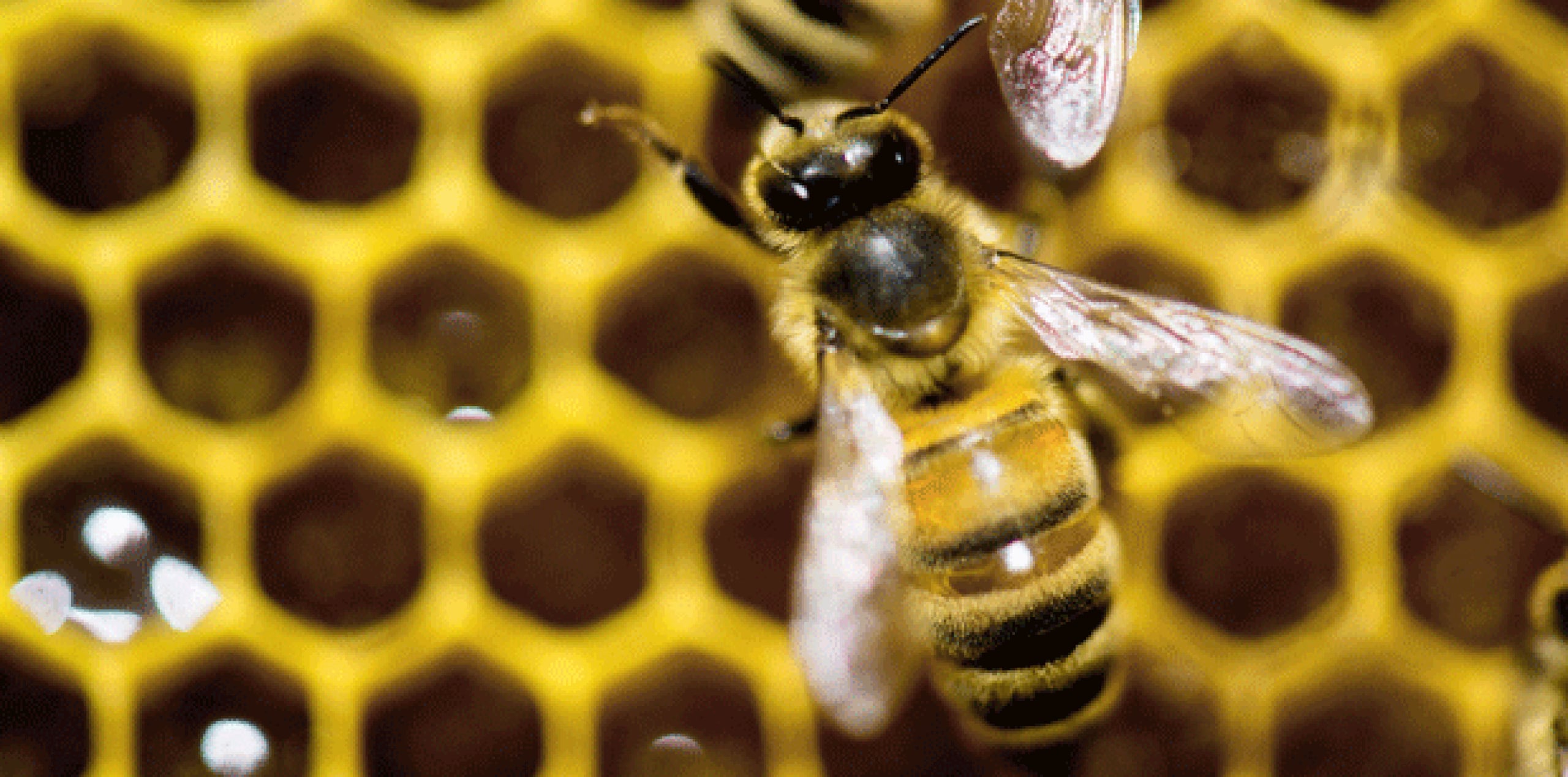 Desde abril de 2014, los apicultores perdieron 42.1% de sus colonias. (Archivo)