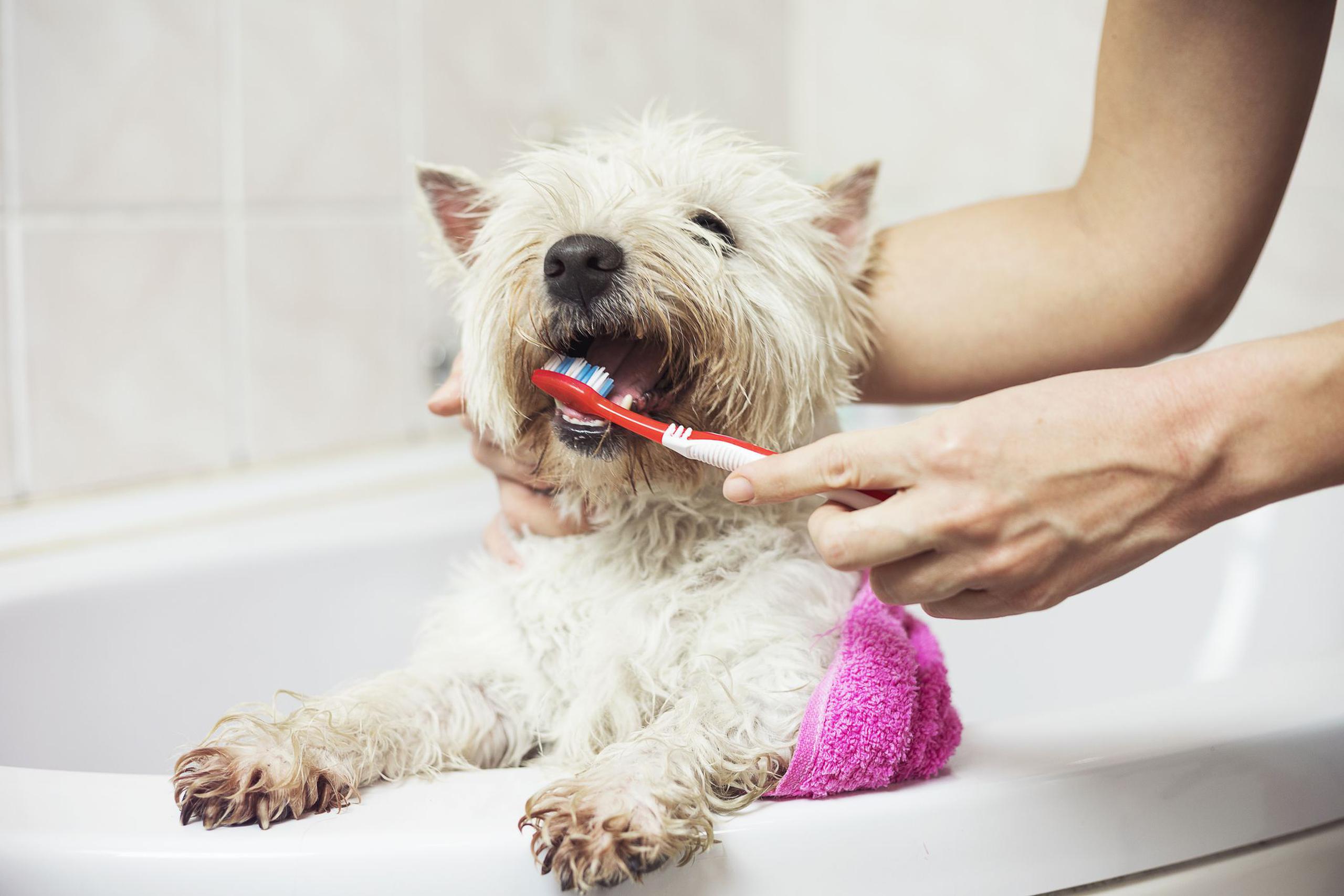 Es importante empezar a cepillar los dientes regularmente desde que son cachorros.
