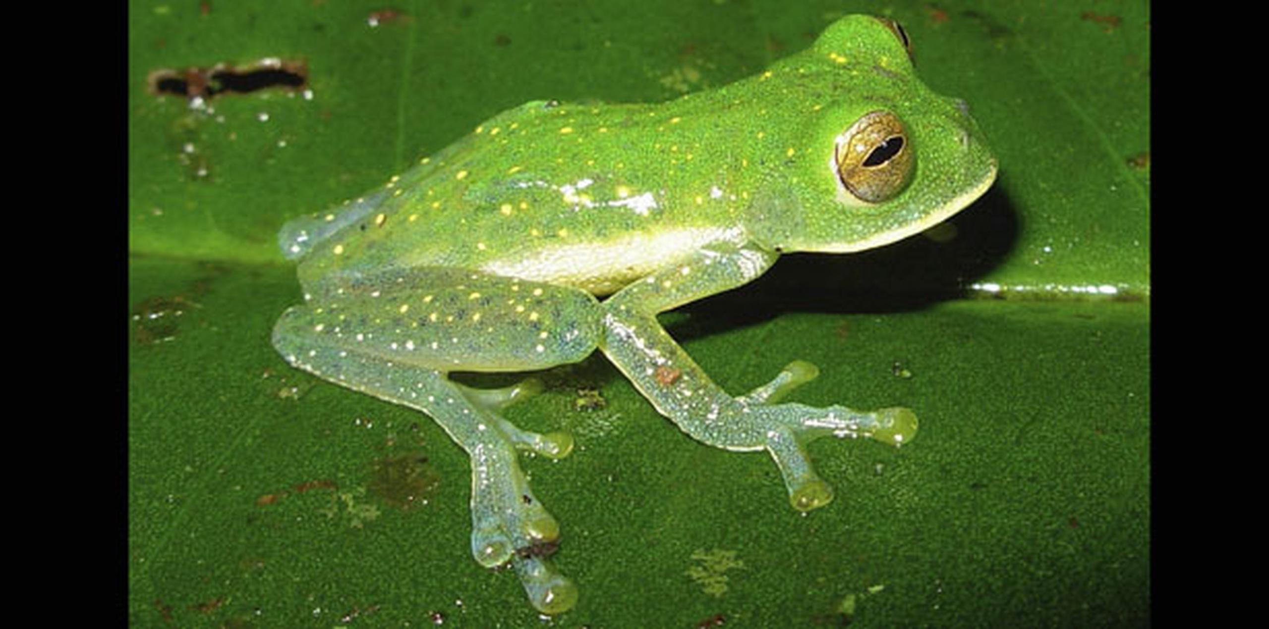 Los enfermos beben el jugo de ranas con fe porque piensan que estos anfibios acabarán con sus males bronquiales, aunque no existe prueba científica alguna que confirme tales beneficios. (Archivo)