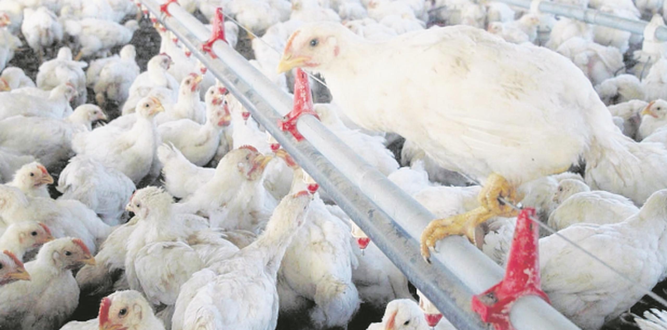 Flores Ortega dijo además que el sector avícola en la isla incluye la producción de carne de guinea en el municipio de Coamo de parte de pasados avicultores de pollo. (Archivo)