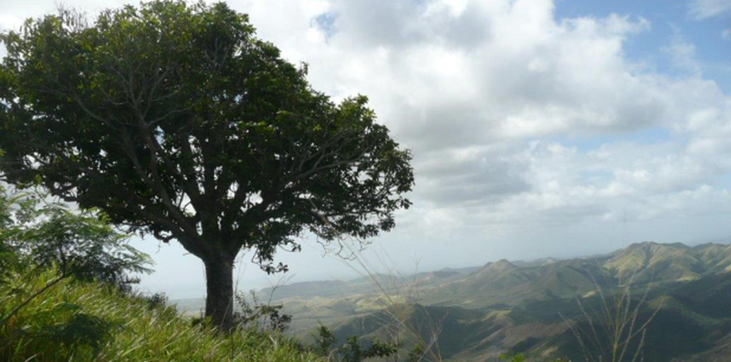 Para llegar al árbol solitario se requiere ingresar a una zona boscosa por fincas privadas y muchos se estacionan ilegalmente en predios cercanos a la autopista. (Archivo)