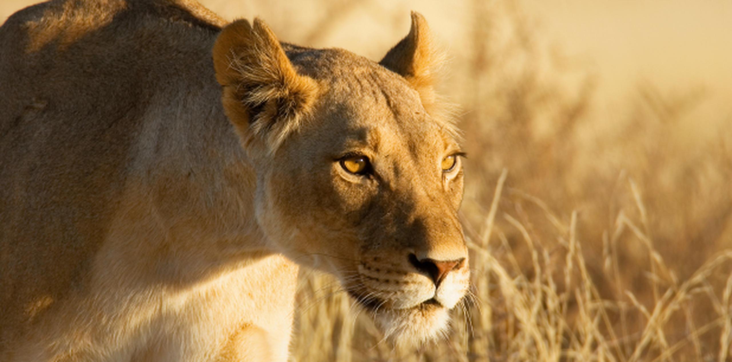 La leona mató a la fémina en el área de Hammanskraal. (Shutterstock)