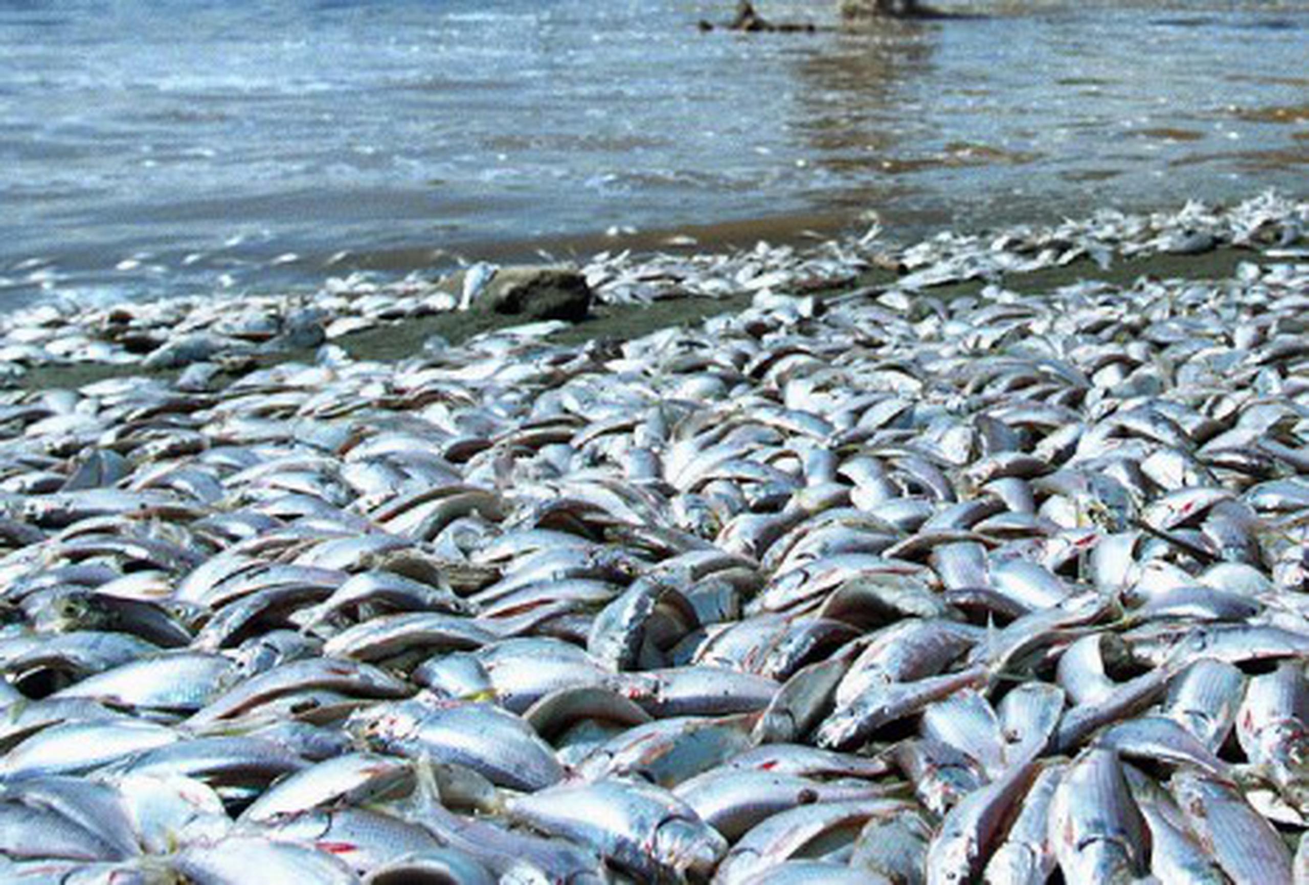 La marea roja ha dejado en los últimos días miles de peces muertos en playas de la costa oeste de Florida. (Archivo)