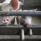 Roban 150 cerdos en Naguabo