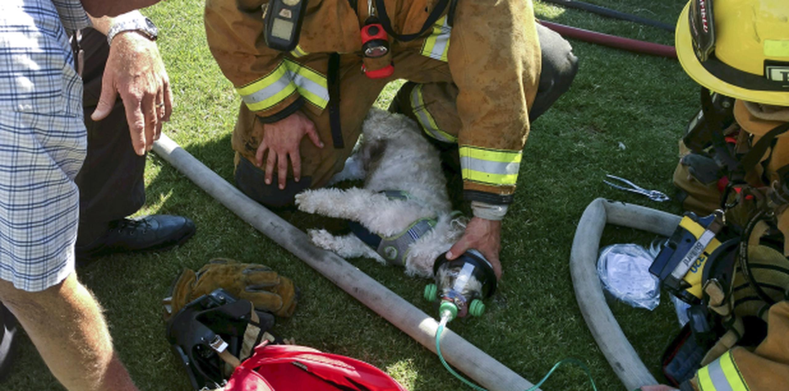 Jack volvió a la vida luego de que le colocaran una máscara de oxígeno para mascotas donada al departamento por un grupo local de Niñas Exploradoras. (John Frando / Departamento de Bomberos de Bakersfield vía AP)