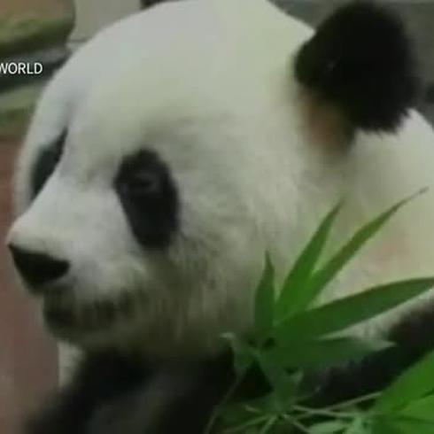 Adiós a Basi, el panda más viejo del mundo en cautiverio