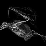 ¿Cómo se ven las radiografías de algunas especies?