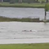 Captan pez nadando en patio inundado tras paso del huracán Ian en Florida