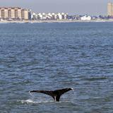 Aumenta la cantidad de ballenas en Nueva York