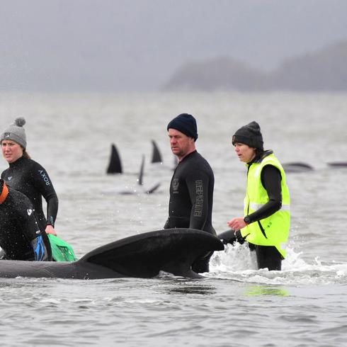 Luchan para salvar a cientos de ballenas varadas