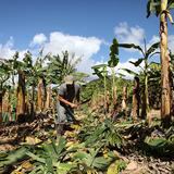 Agricultores: “el producto extranjero ha acabado con el mercado”