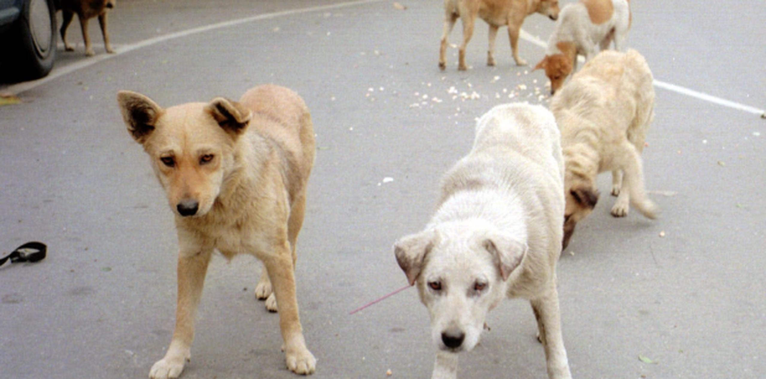 La batida de perros errantes acabó con el sacrificio a tiros de 130 de ellos. (Archivo)