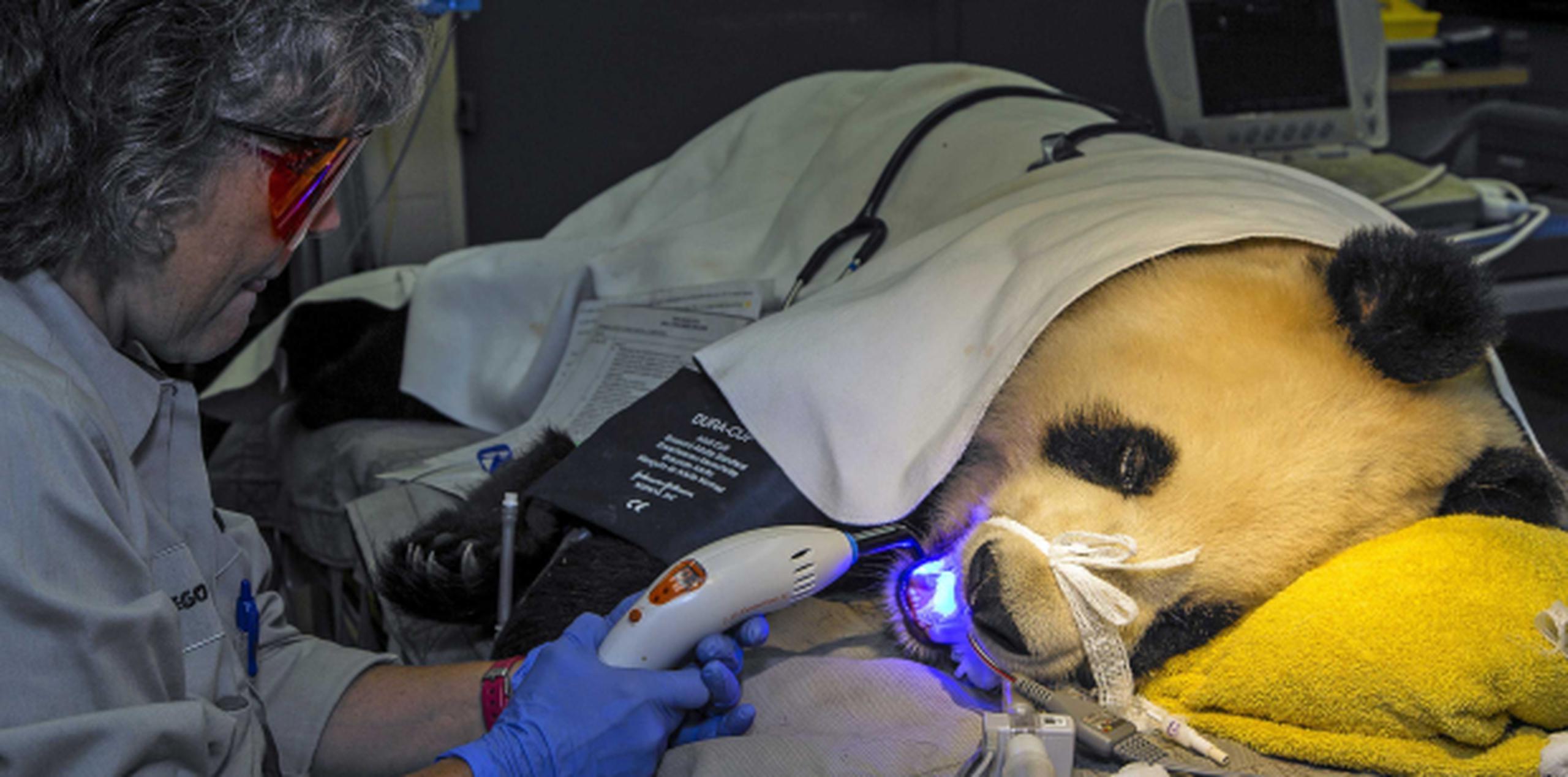 Además de repararle un diente, los dentistas le hicieron una limpieza y le tomaron radiografías a Bai Yun. (AP /San Diego Zoo / Ken Bohn)