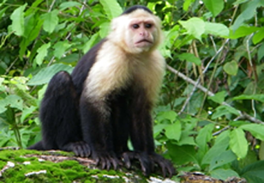 mero sutil cinturón costo de un mono capuchino acopo.es