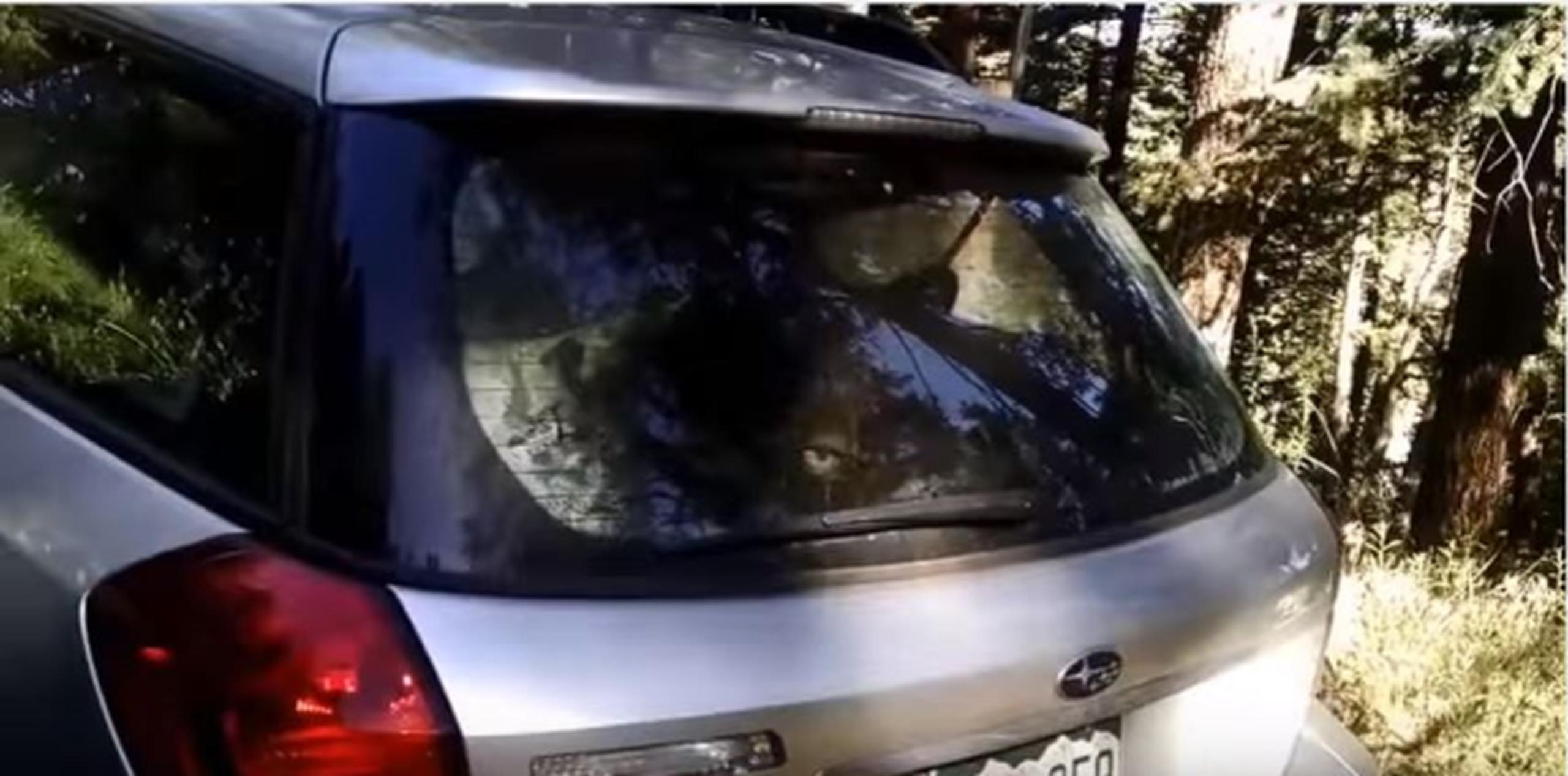 Nadie ha podido explicarse cómo el oso logró entrar al vehículo, cuyo interior dejó destrozado. (Captura)
