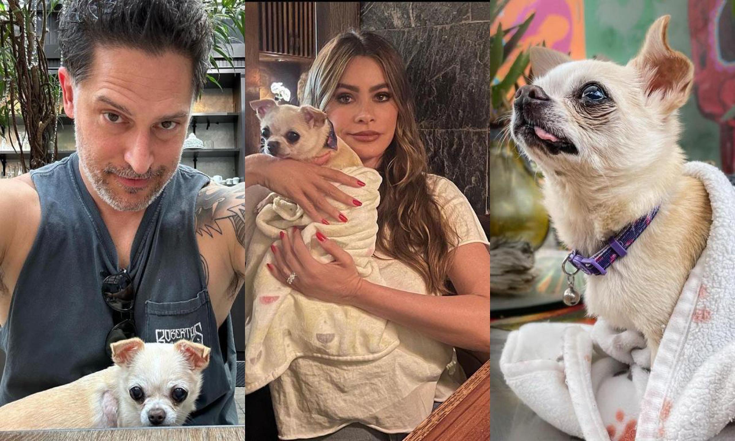 Días antes del anuncio de divorcio, Sofía Vergara y Joe Manganiello compartieron en redes sociales imágenes de la celebración del décimo cumpleaños de su mascota.