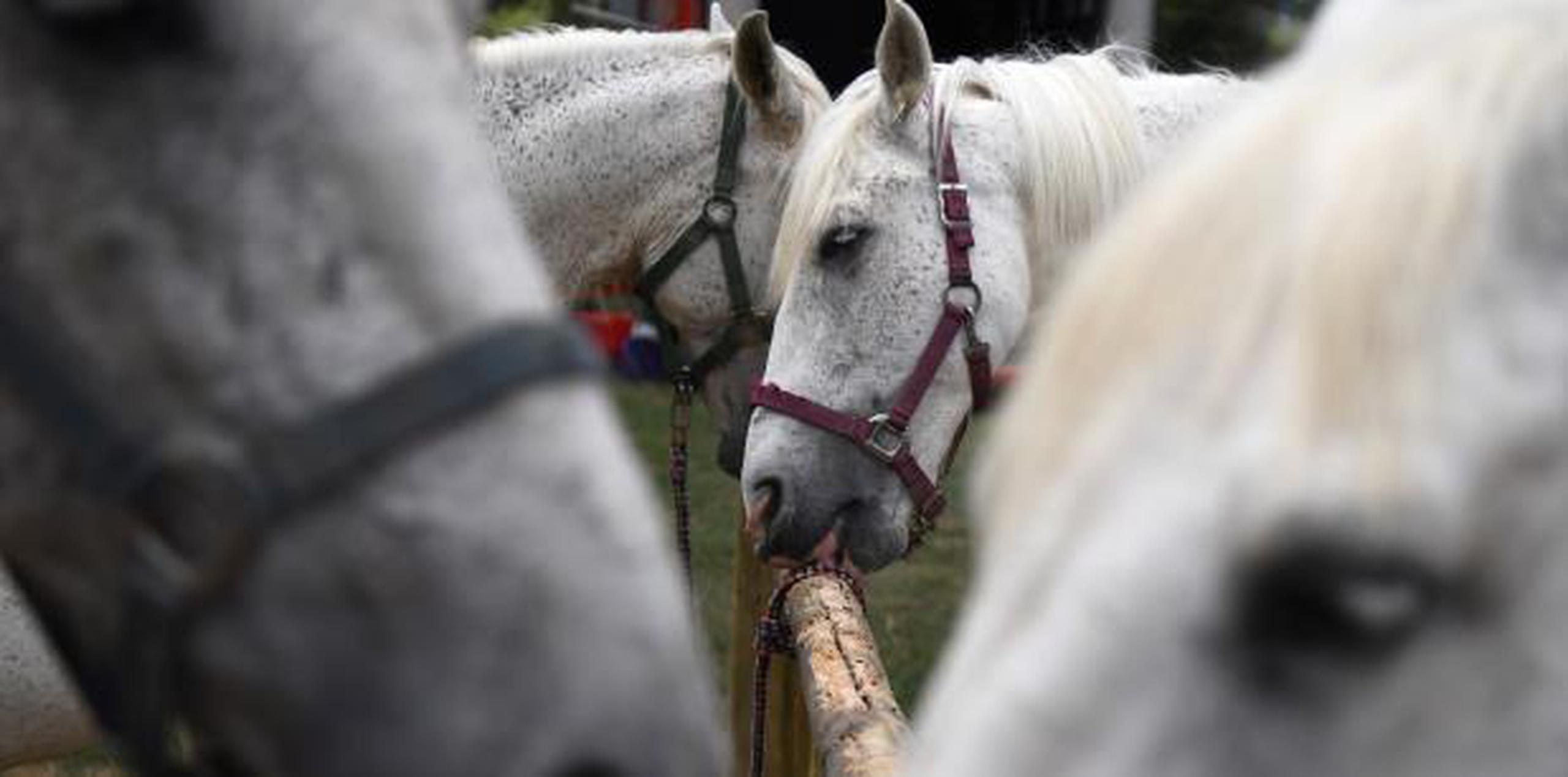 Los caballos serán entregados esta misma semana por el Negociado de la Policía a las diferentes instituciones. (EFE)