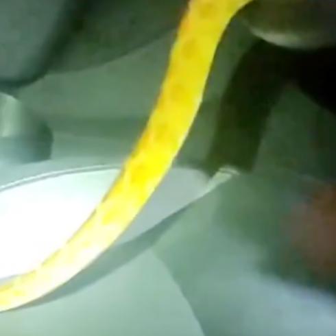 Serpiente sorprende a conductora en el interior de su carro